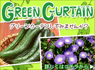グリーンカーテン
